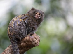 Kenalan dengan Monyet Terkecil di Dunia, Ukurannya Hanya 15 cm!