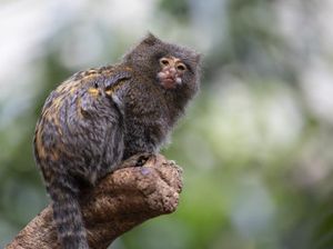 Kenalan dengan Monyet Terkecil di Dunia, Ukurannya Hanya 15 cm! Kenalan dengan Monyet Terkecil di Dunia, Ukurannya Hanya 15 cm!