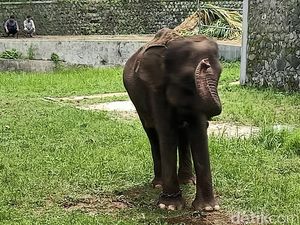 Hore! Sepasang Gajah Sumatera Jadi Penghuni Baru Serulingmas Zoo Banjarnegara