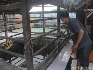 Cerita Sumur Manurung Lapakkita di Pinrang yang Dipercaya Datangkan Berkah