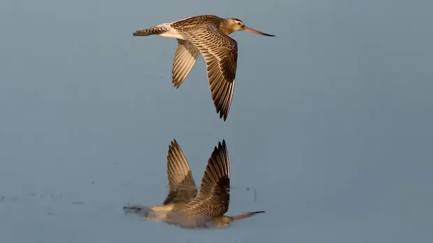 Burung biru laut ekor blorok (Limosa lapponica)