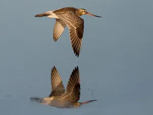 Burung Ini Catat Rekor Dunia Terbang dari Alaska ke Tasmania dalam 11 Hari!