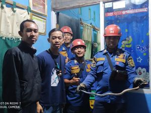 Warga Bogor Panik Ular King Koros Masuk Rumah, Damkar Turun Tangan