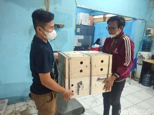 Penampakan Boks King Kobra yang Dikirim ke Panji Petualang di Purwakarta Penampakan Boks King Kobra yang Dikirim ke Panji Petualang di Purwakarta