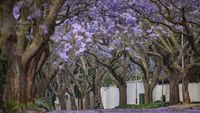 Kota Johannesburg Afrika Diselimuti Bunga Jacaranda, Indah Banget