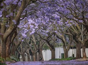 10 Pohon Tercantik di Dunia, Ada yang Tumbuh di Indonesia 10 Pohon Tercantik di Dunia, Ada yang Tumbuh di Indonesia