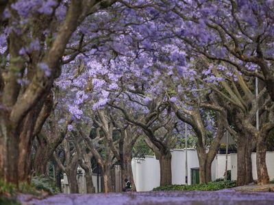Kota Johannesburg Afrika Diselimuti Bunga Jacaranda, Indah Banget
