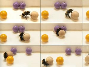 Unik! Studi Ungkap Ternyata Lebah Hobi Main Bola