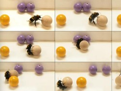 Unik! Studi Ungkap Ternyata Lebah Hobi Main Bola