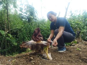 3 Bunga Bangkai Suweg Tumbuh di Denpasar, Sempat Dikerumuni Lalat 3 Bunga Bangkai Suweg Tumbuh di Denpasar, Sempat Dikerumuni Lalat