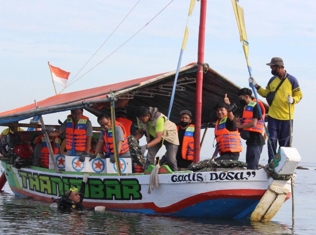 Restorasi Kerang Hijau di Laut Jakut Restorasi Kerang Hijau di Laut Jakut