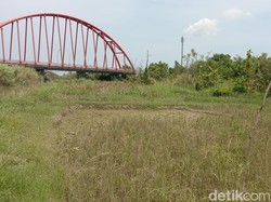 Penuh Risiko! Warga Tanam Padi di Atas Endapan Sungai Cimanuk Baru