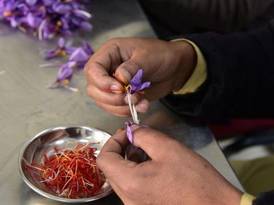 Tahu Saffron? Ternyata Begini cara Panennya