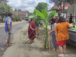 Warga Blitar Tanam Pohon Pisang Protes Jalan Rusak