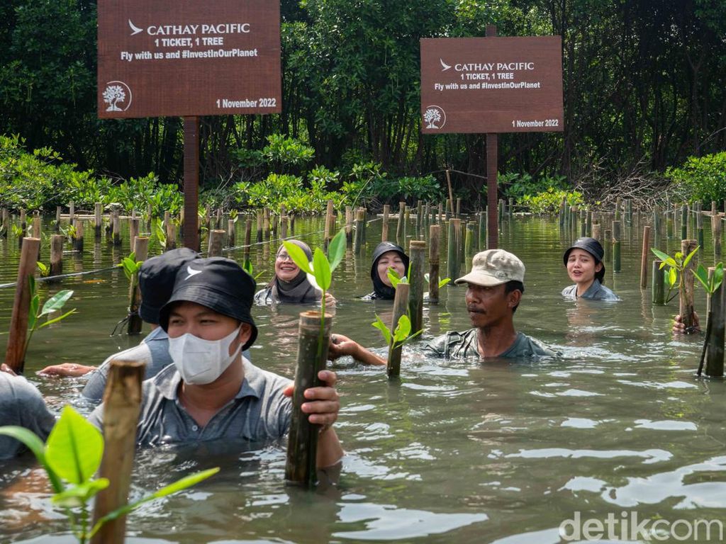 Aksi Nyata Restorasi Ekologi dan Ketahanan Iklim lewat Penanaman Mangrove