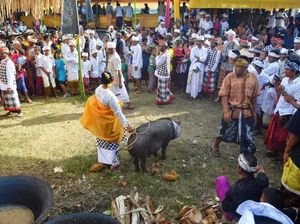 Berkat Dewi-Devi, Desa Sudaji Buleleng Raih Anugerah Desa Wisata Maju Berkat Dewi-Devi, Desa Sudaji Buleleng Raih Anugerah Desa Wisata Maju