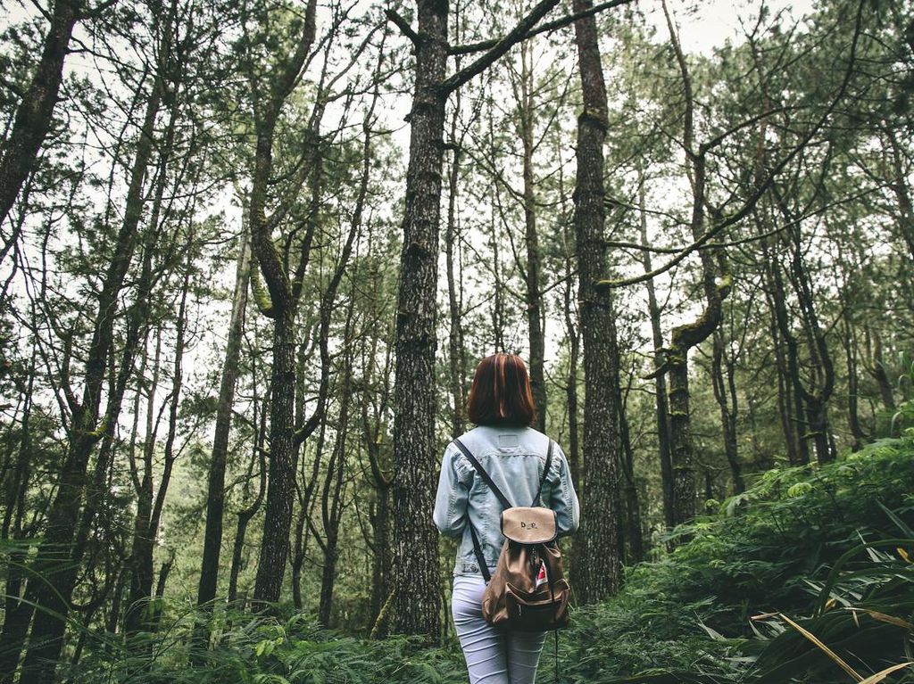 Hutan Pinus Glagalinggah Kintamani: Sejarah, Tiket Masuk, Aktivitas Wisata Hutan Pinus Glagalinggah Kintamani: Sejarah, Tiket Masuk, Aktivitas Wisata