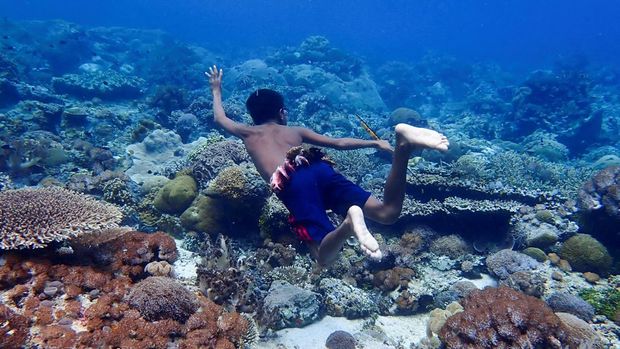 Ilustrasi terumbu karang A local youngster dives as he looks for fish using a spear in the waters of Alor, East Nusa Tenggara province, Indonesia, October 8, 2022. REUTERS/Angie Teo