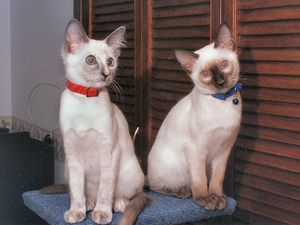 200 Ide Nama Kucing Jantan, Lucu, Keren, Unik, dan Bagus