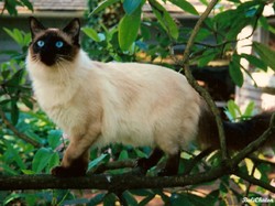 Mengenal Kucing Bali, Sejarah hingga Ciri Fisiknya