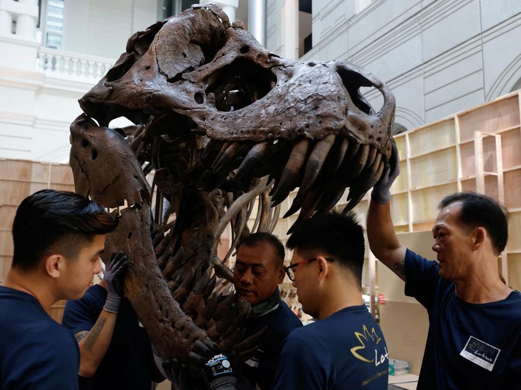 Melihat Perakitan Fosil T-Rex yang Dipamerkan di Singapura