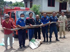 Ular Sanca Kembang 4 Meter Tertangkap di Permukiman Semanu Gunungkidul