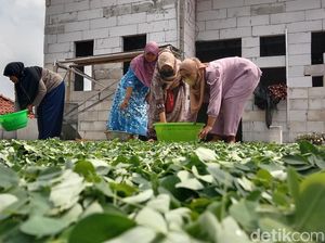 Melihat Emak-emak Indramayu Olah Teh Daun Kelor yang Tembus Asia Melihat Emak-emak Indramayu Olah Teh Daun Kelor yang Tembus Asia