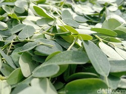 5 Air Rebusan Daun yang Bisa Turunkan Kadar Kolesterol, Mudah Ditemukan!