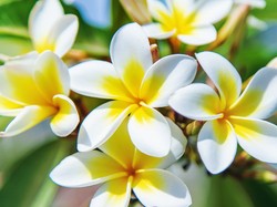 5 Tanaman Khas Bali yang Cocok Ditanam di Halaman Rumah