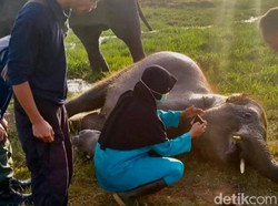 Satu Lagi Gajah Sumatera Mati di Taman Nasional Way Kambas Lampung