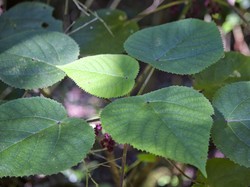 Tanaman Paling Berbahaya Tumbuh di Indonesia, Bisa Memicu Bunuh Diri