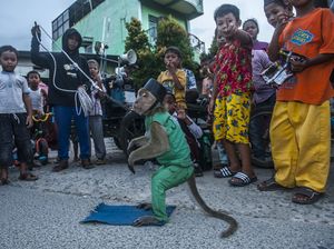 Atraksi Topeng Monyet, Hiburan Sepanjang Zaman yang Kontoversial
