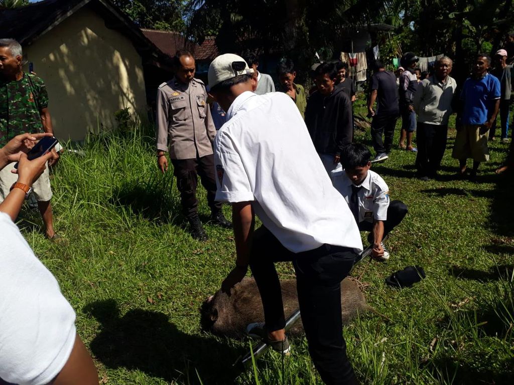 Babi Hutan Masuk Permukiman di Pandeglang, 1 Orang Terluka Diseruduk Babi Hutan Masuk Permukiman di Pandeglang, 1 Orang Terluka Diseruduk