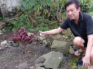 Heboh Bunga Bangkai Tumbuh di Halaman Warga Tasikmalaya Heboh Bunga Bangkai Tumbuh di Halaman Warga Tasikmalaya