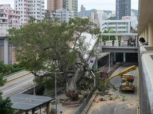 Diterjang Badai, Pohon Berukuran Besar di Hong Kong Ini Tumbang