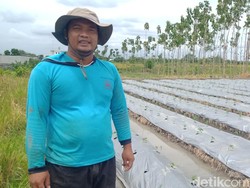 Kisah Karyawan Resign Demi Bertani Bangkitkan Beras Rojolele Delanggu Klaten