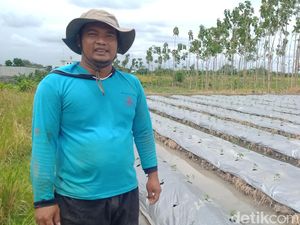 Kisah Karyawan Resign Demi Bertani Bangkitkan Beras Rojolele Delanggu Klaten Kisah Karyawan Resign Demi Bertani Bangkitkan Beras Rojolele Delanggu Klaten