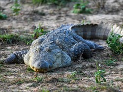 Heboh Buaya Muara Muncul di Bintan, Hampir Terkam Warga