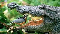 Gokil! Burung Ini Nongkrongnya di Mulut Buaya