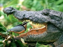 Gokil! Burung Ini Nongkrongnya di Mulut Buaya