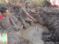 Geger, Pria di Sumsel Tewas di Kubangan Lumpur Setelah 4 Hari Hilang