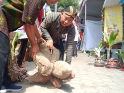 Wow! Singkong Raksasa Milik Petani Klaten Ini Bobotnya Capai 40 Kg
