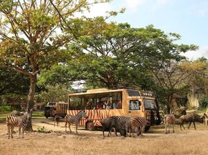 Taman Safari Bali: Daya Tarik, Lokasi, Harga Tiket, Jam Operasional, dan Rute Taman Safari Bali: Daya Tarik, Lokasi, Harga Tiket, Jam Operasional, dan Rute