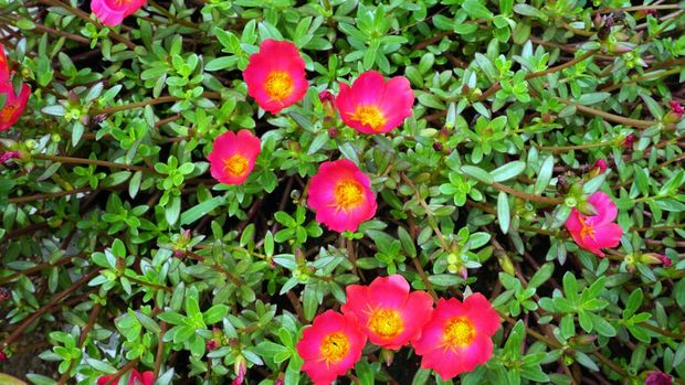 the beauty of purslane flower or rose moss or krokot. this plant is easy to grow in tropical and subtropical climates. part of this plant is usually used as a natural medicine.