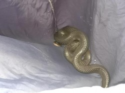 Hii... Ada Ular Kobra Ngumpet di Gudang Minimarket Indramayu