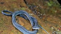 Potret Ular Naga yang Hidup di Gunung Sanggabuana Karawang