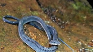 Potret Ular Naga yang Hidup di Gunung Sanggabuana Karawang