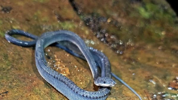 Potret Ular Naga yang Hidup di Gunung Sanggabuana Karawang