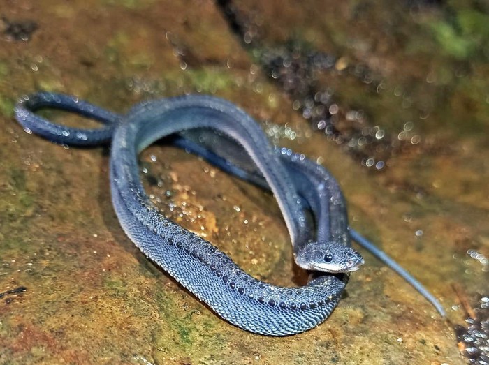 Ular naga Jawa di Pegunungan Sanggabuana, Karawang.