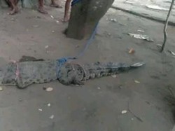 Buaya Muara Resahkan Warga Desa Afoan Kupang Berhasil Ditangkap